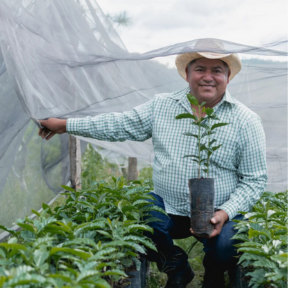 Plantation de café au Honduras