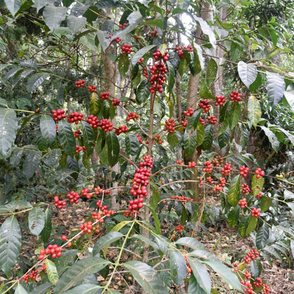 Caféiers Guji Bio en Éhiopie