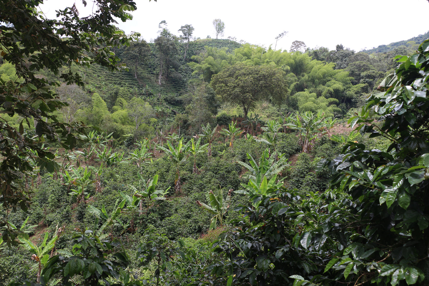 Café Colombie - Finca Patio Bonito