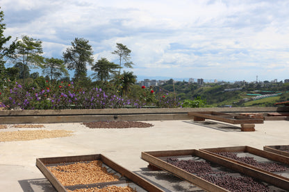 Café Colombie - Finca Patio Bonito