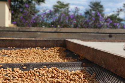 Café Colombie - Finca Patio Bonito