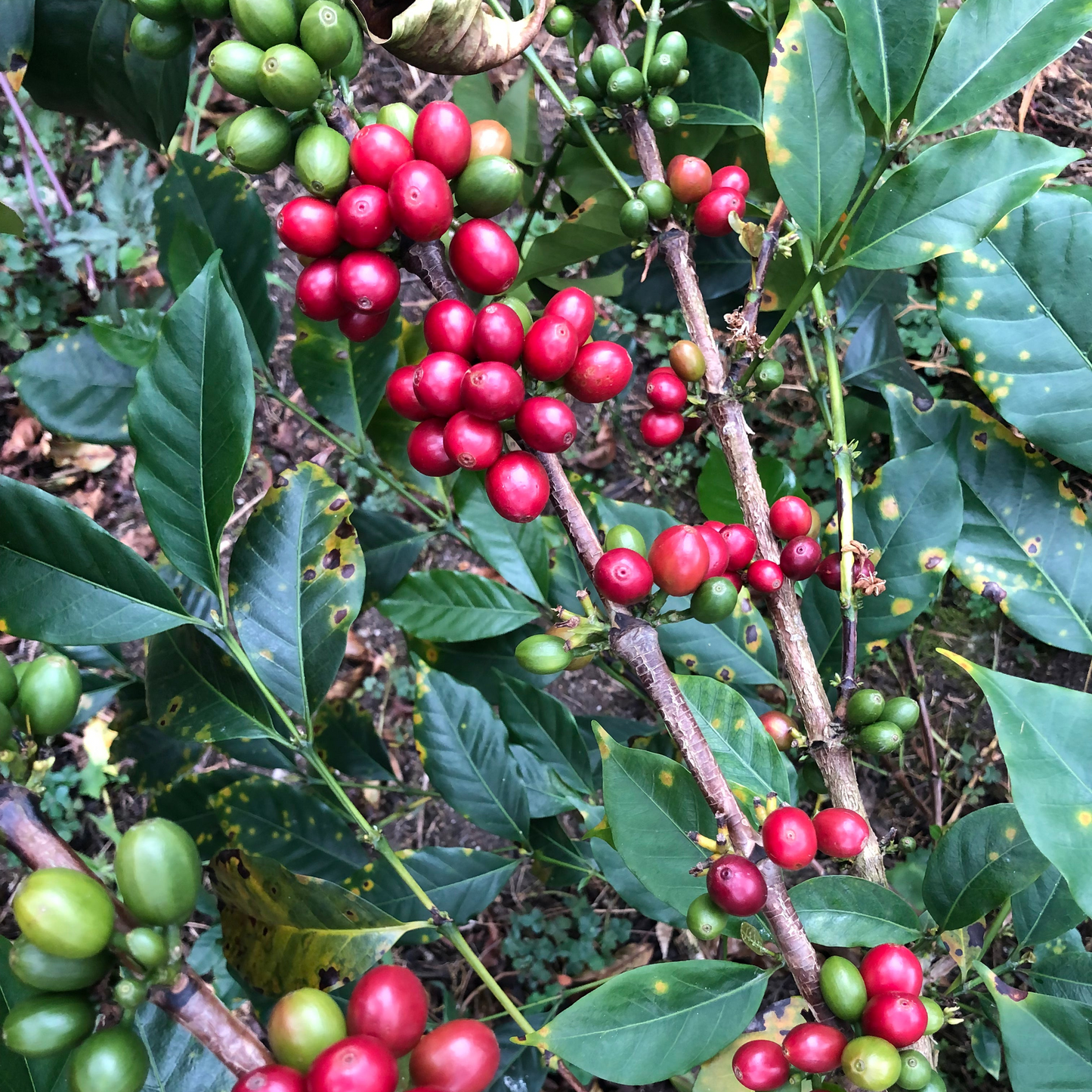 Café Bourbon Rouge en Colombie