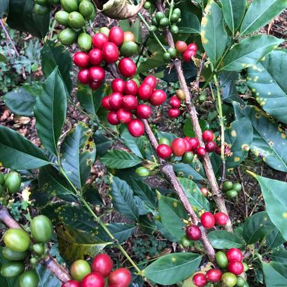Café Bourbon Rouge en Colombie