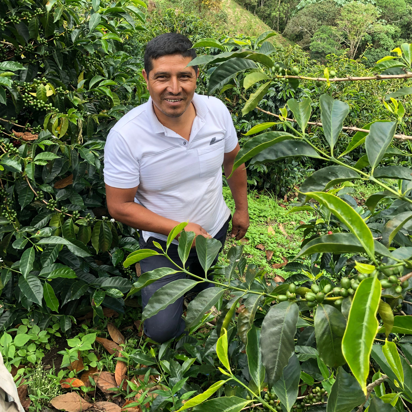 Producteur de café en Colombie