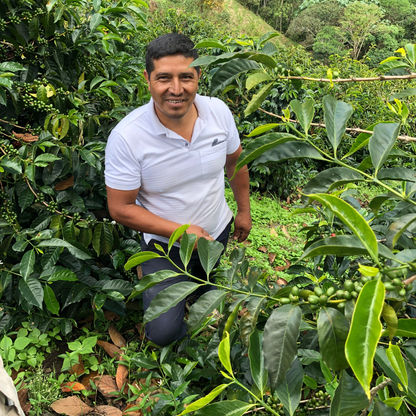 Producteur de café en Colombie