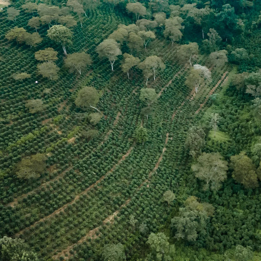 Ferme de café au Honduras