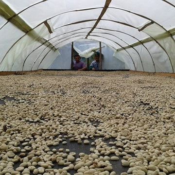 Grains de café en Colombie