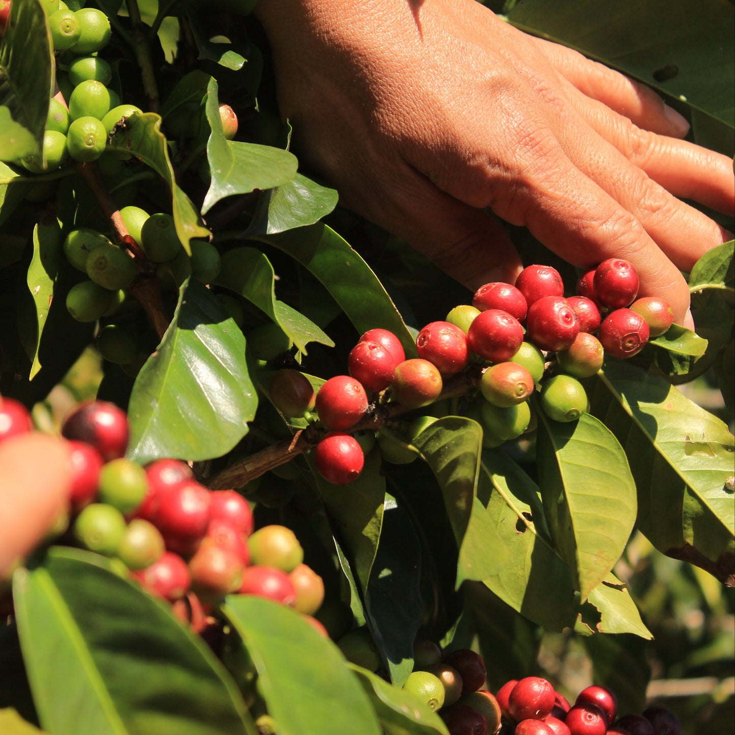 Récolte des cerises de café à la main