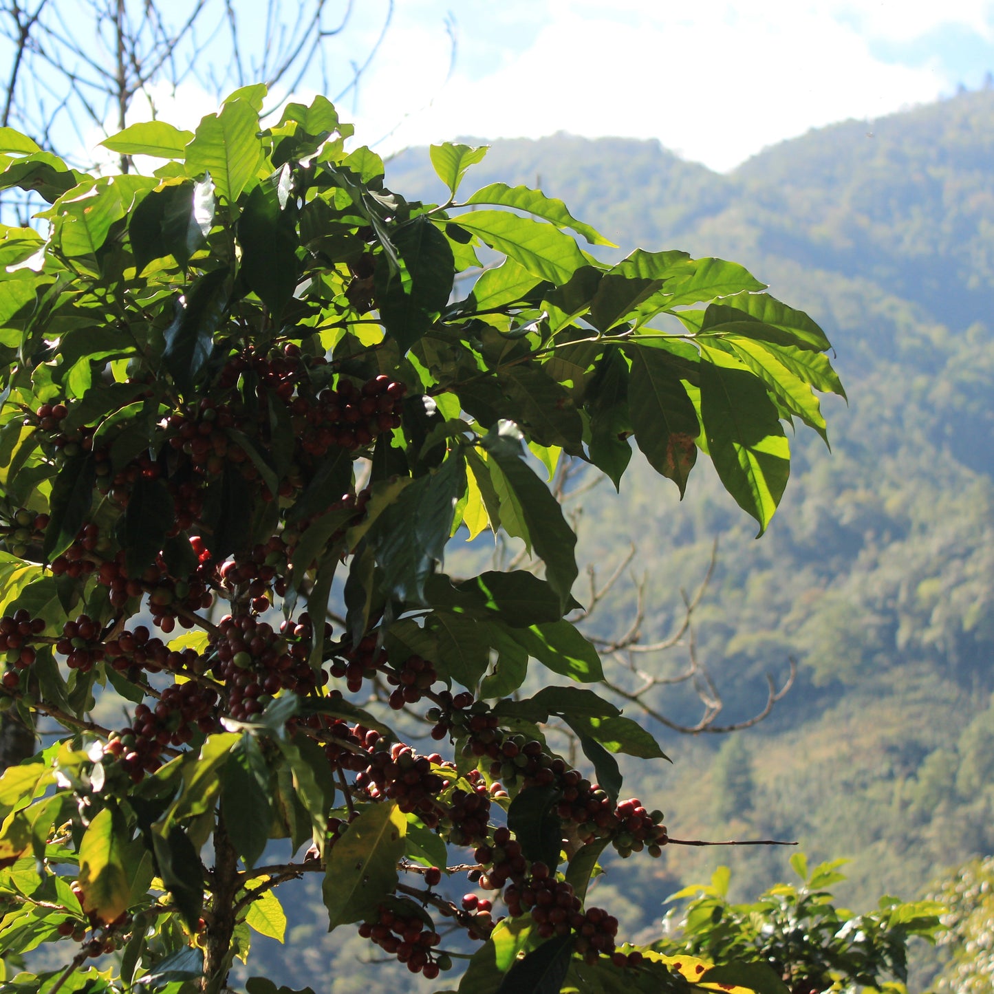 Ferme de caféiers au Guatemala