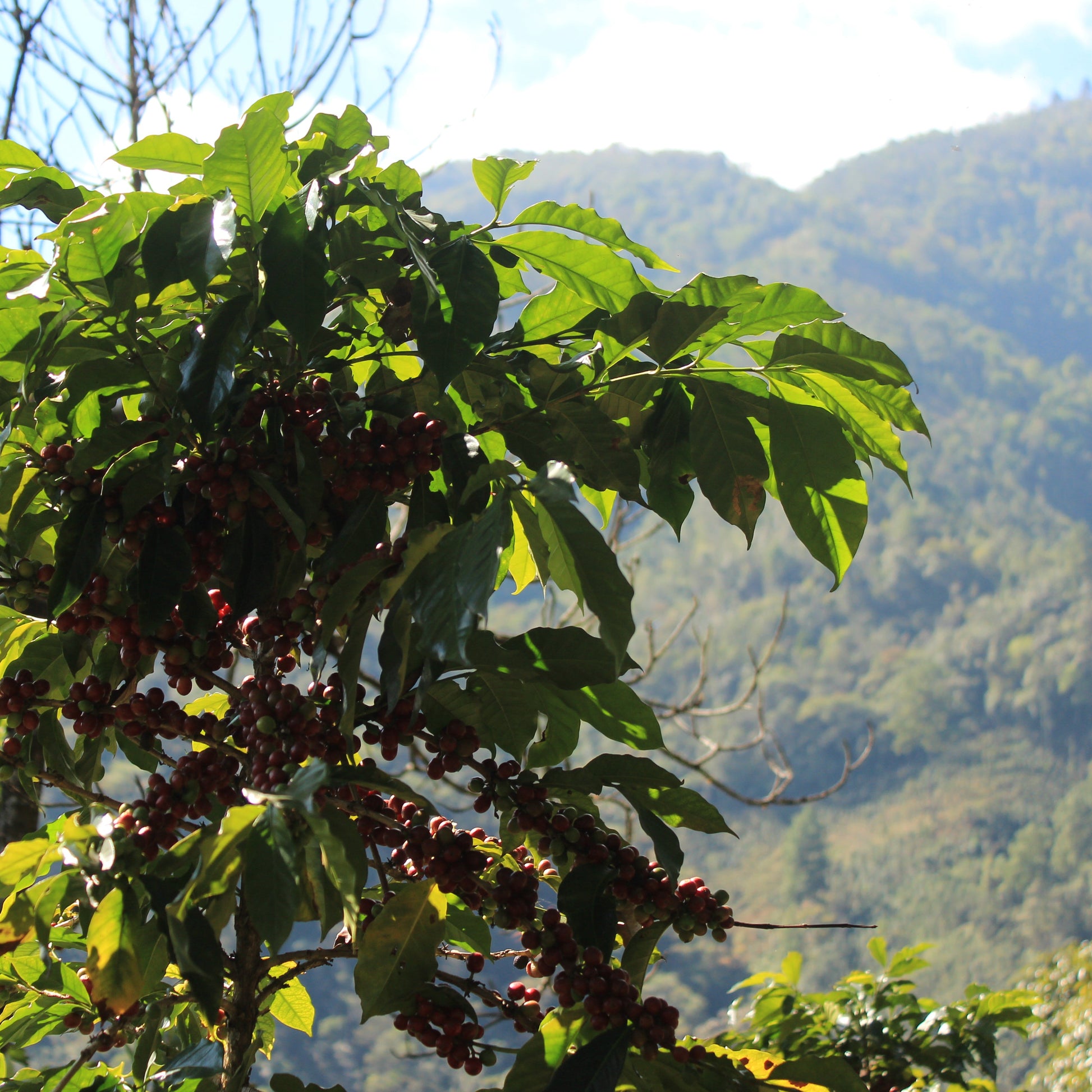 Ferme de caféiers au Guatemala