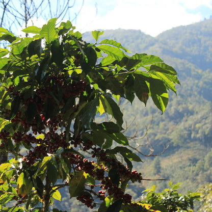 Ferme de caféiers au Guatemala