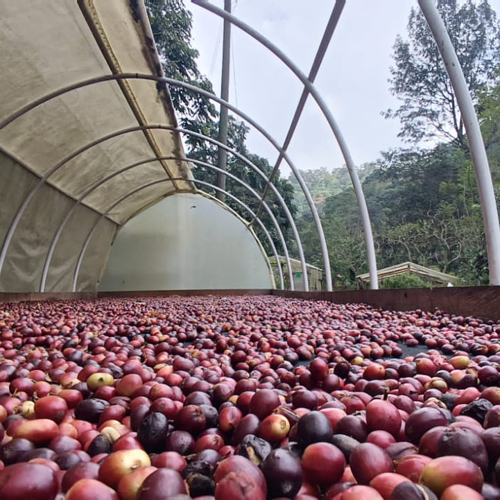 Séchage nature des cerises de café rouges