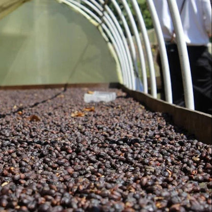 Séchage des cerises de café en process nature