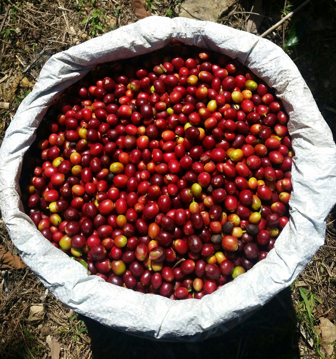 Cerise de Café Judicieux Torrefacteur