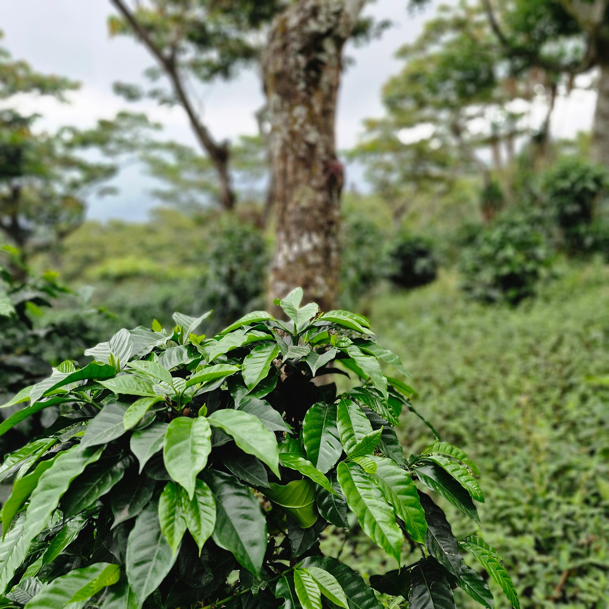 Plantation de café Guatemala