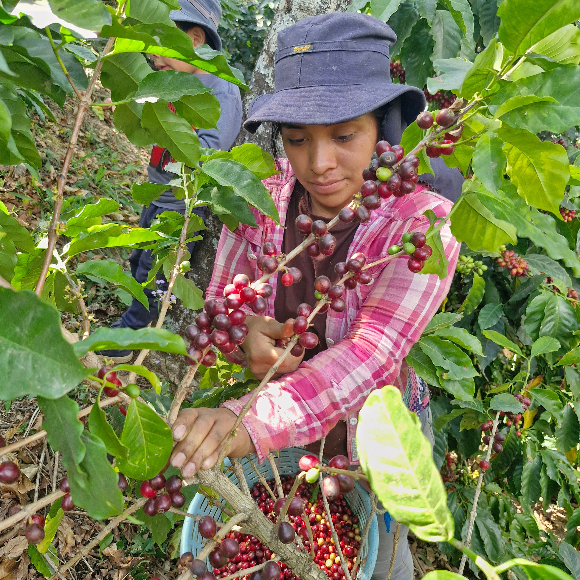 Récolte cerise de café Guatemala