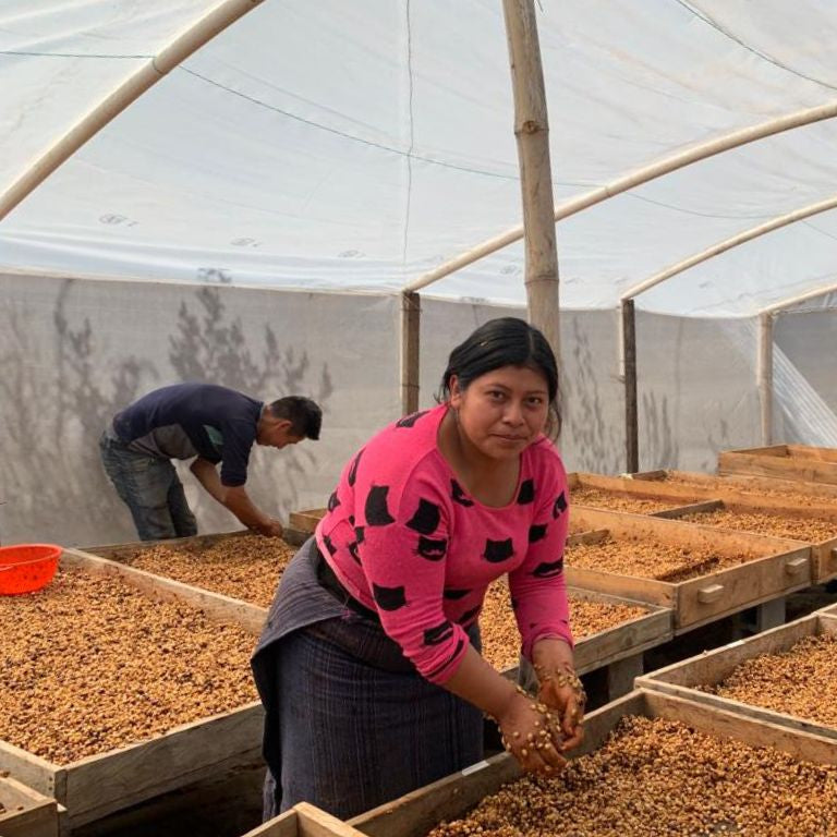 Séchage Café Honey Judicieux Torréfacteur