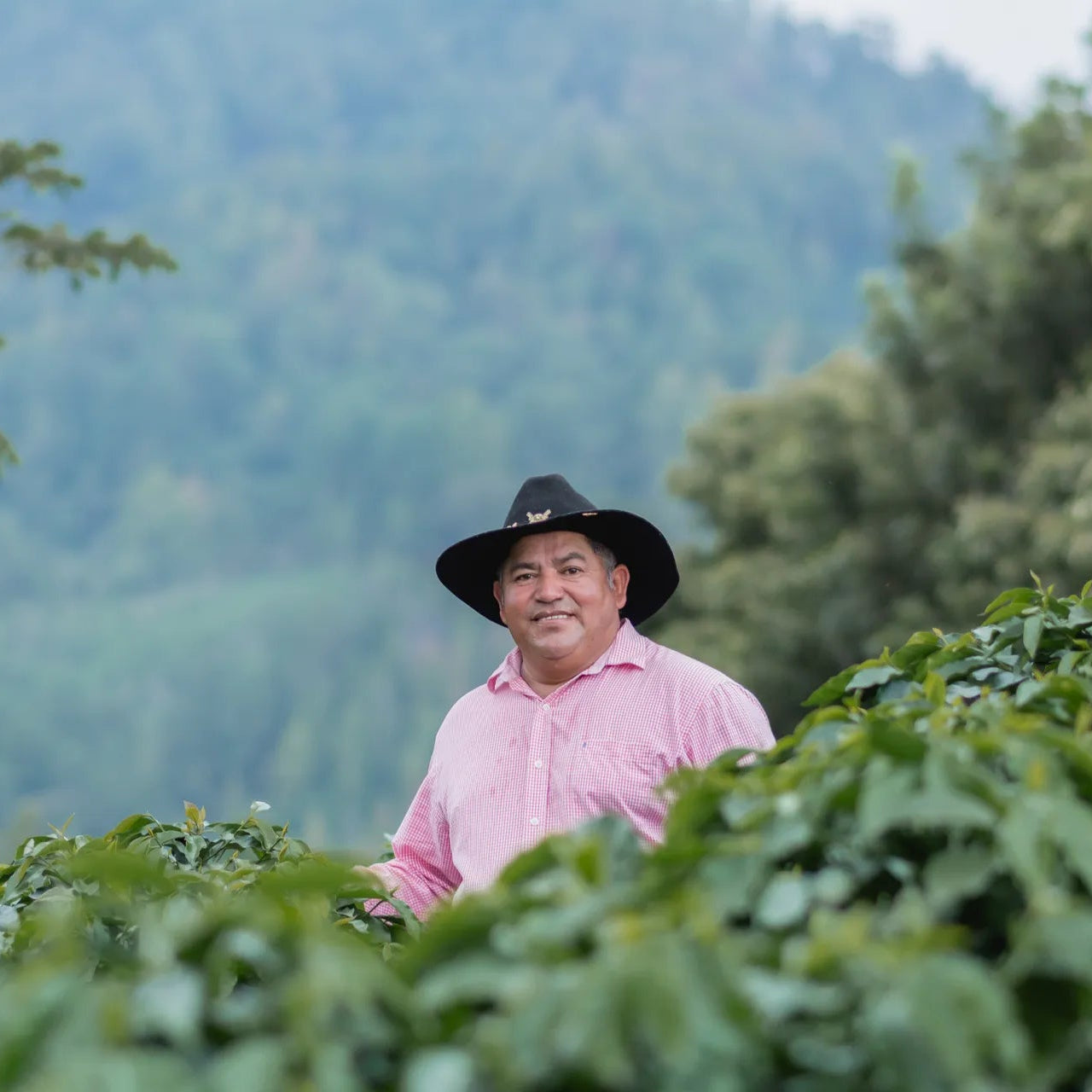 Producteur de café au Honduras