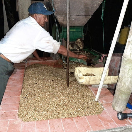 Récolte grains de café en Colombie