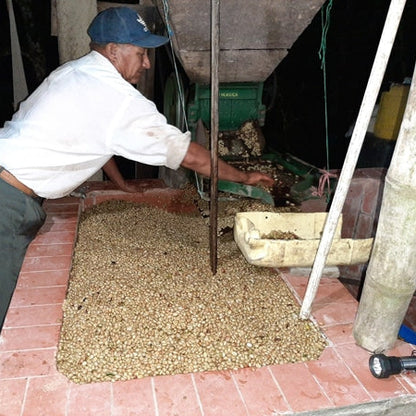 Récolte grains de café en Colombie