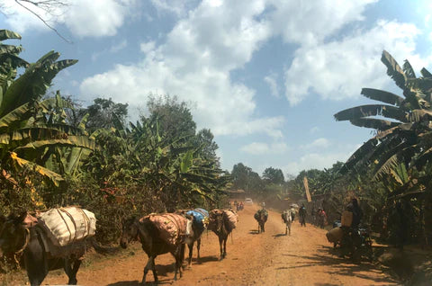 Route des caféiers en Éthiopie
