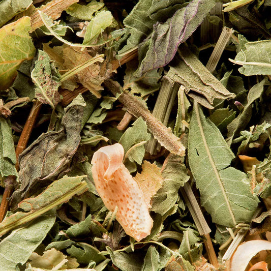 Tisane du berger Dammann Frères Nantes